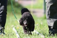 Hundeschule Grönke | Hundeschule Wunstorf | Welpengruppe Hundetraining