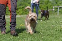 Hundeschule Grönke | Hundeschule Wunstorf | Hundetraining lockere Leine