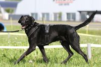 Hundeschule Gr&ouml;nke | Hundeschule Wunstorf | Longieren Training