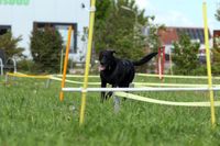 Hundeschule Gr&ouml;nke | Hundeschule Wunstorf | Longieren