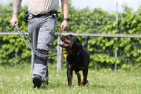 Hundeschule Grönke | Hundeschule Wunstorf | Hundetraining für alle Hunderassen