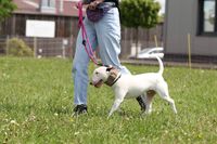 Hundeschule Grönke | Hundeschule Wunstorf | Obedience Anfänger Bullterrier