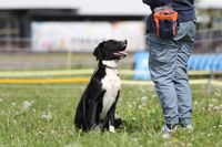 Hundeschule Gr&ouml;nke | Hundeschule Wunstorf | Hundetraining Obedience