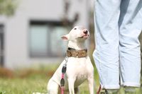 Hundeschule Gr&ouml;nke | Hundeschule Wunstorf | Hundetraining Bullterrier