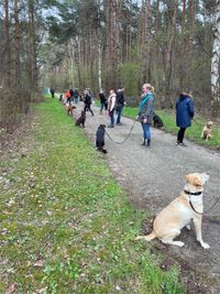 Hundeschule Gr&ouml;nke | Hundeschule Wunstorf | Hundetraining in der Gruppe