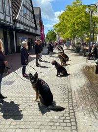 Hundeschule Gr&ouml;nke | Hundeschule Wunstorf | Hundetraining in der Stadt